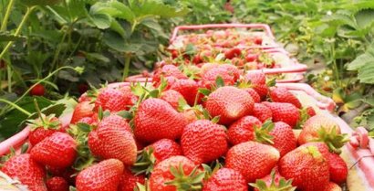 草莓炭疽病發(fā)病8種有效防治方法