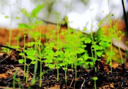 枯草芽孢桿菌在農業種植方面有哪些作用
