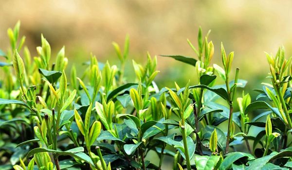 膠凍樣芽孢桿菌在農(nóng)業(yè)種植上有哪些作用