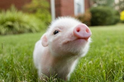 雞糞發(fā)酵后做飼料喂豬時如何使用