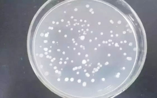膠凍樣芽孢桿菌作用機(jī)理