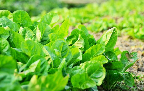 膠凍樣芽孢桿菌使用