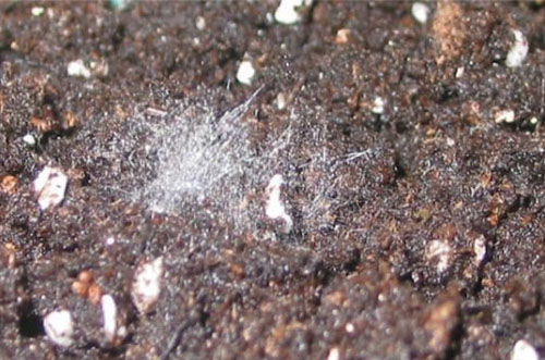去年買的生物有機(jī)肥“長毛”是過期變質(zhì)了嗎？