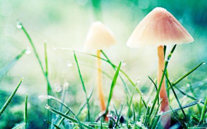 牛糞堆肥發(fā)酵的操作方法