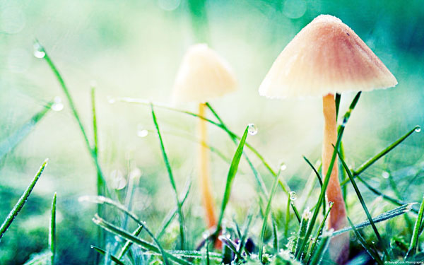 牛糞堆肥發(fā)酵的操作方法