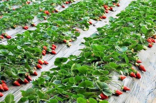 在不同規模的養雞環境中如何處理雞糞？