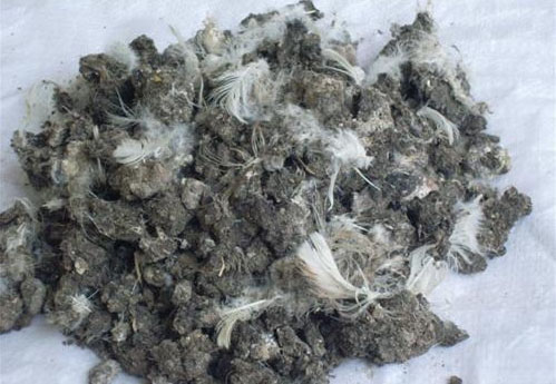 在不同規模的養雞環境中如何處理雞糞？