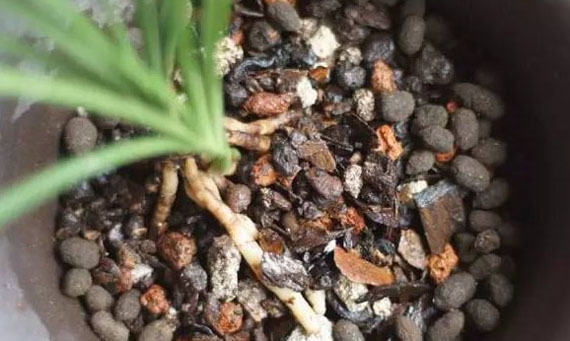 使用羊糞做底肥是否還需要專門發(fā)酵
