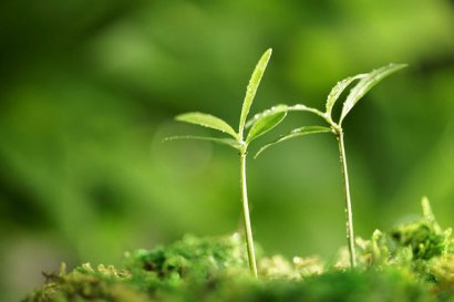 羊糞發(fā)酵處理制作有機肥的方法